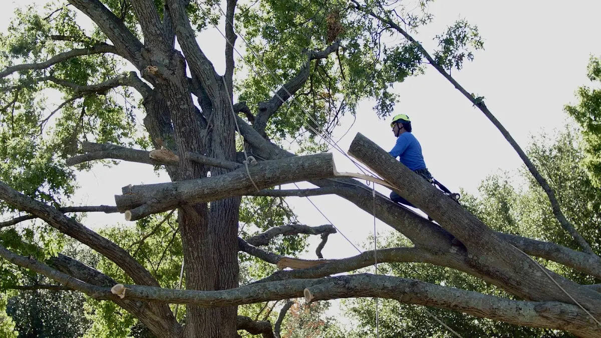 Professional Hazardous Tree Removal performed by certified arborists in Bordelonville